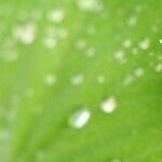 Fighting off Spirea Aphids