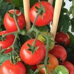 Leaf Spot Diseases