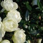 Getting Rid of Rose Rosette