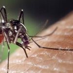 Mosquito Prevention