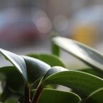 Houseplants in Fall