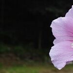 Hibiscus and Tree Sap