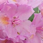 Azaleas and Willows