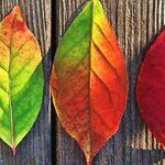 Fall Leaves