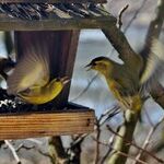 Preparing Bird Feeders