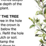 Protecting Unplanted Trees