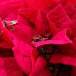 Poinsettias for Winter