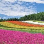 AAS Flower Awards