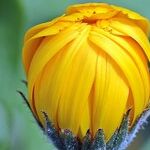 Gardening for Local Conditions