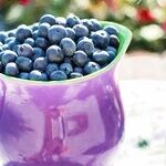 Planting Blueberries