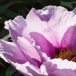 Peony Planting
