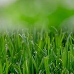 Have a Healthy Lawn