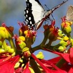Sand and Poinsettias