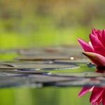 Water Plants, Mowers and Birdbaths