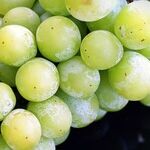 Seedless Grapes