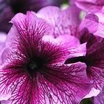 Planting Annuals