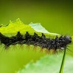 Insect Pests