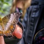 Butterfly Gardens