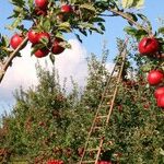Green Thumb Award-Winners
