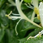 Vegetables and Honeysuckles
