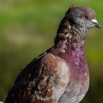 Ice, Snow and Pigeons