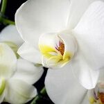 Phals Orchids