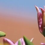 Early Blooming Plants