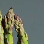 Asparagus Beetles