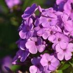 Phlox Plants