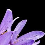 Colchicums