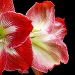 Paperwhite Narcissus and Amaryllis