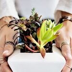 Holiday Gifts: Planters, Augers and Trellises