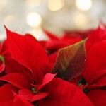 Christmas Plants
