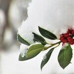 Plant Hardiness Zones