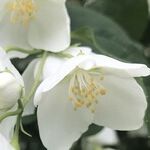 Green Thumb Awards, Plant Winners