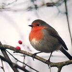 Robin Migration