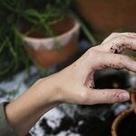 Spring Gardening
