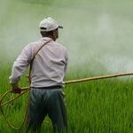 Pesticide Breakdown