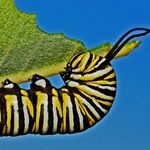 Types of Plant Problems