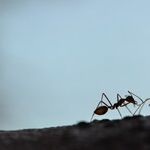 Ant Invasion