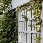 Vines for a Trellis
