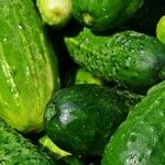 Cucumber Chemicals