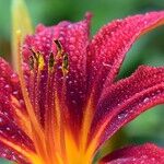Dividing Daylilies