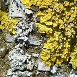 Tree Lichens