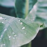 Rain Gardens
