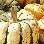 Growing Pumpkins