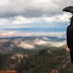 Crows