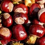 Walnuts and Buckeyes