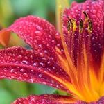 Gardening Books