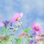 Garden Resolutions